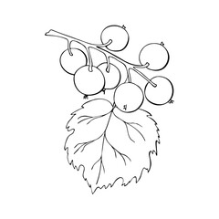 Currant branch with berries, hand drawn doodle drawing, contour, black outline. Vector illustration