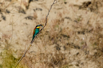 Colorful Bee Eater in the Danube Delta	
