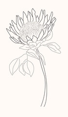 Line Art, flower, Drawing, Shapes simple one line artwork.