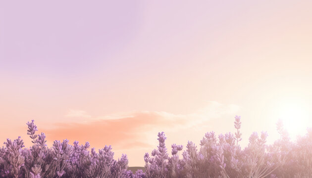 Foreground with lavender plants at sunrise and sky in the background © IonelV