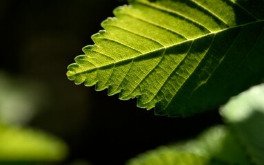 Green leave in the spring and dark background