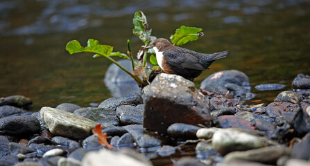 Eurasian dippers on the river