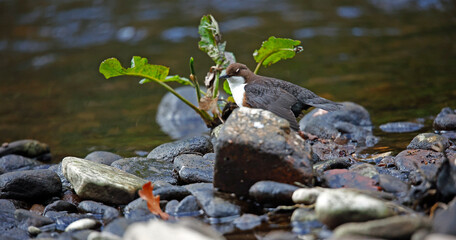 Eurasian dippers on the river