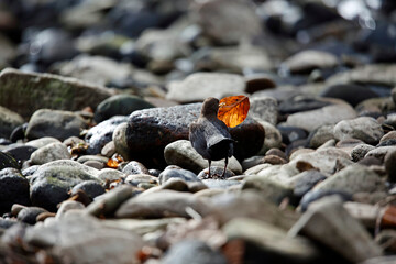 Eurasian dippers on the river