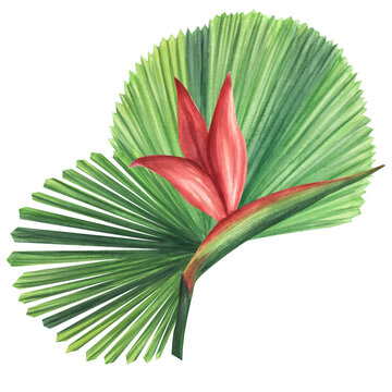 Green palm leaves Licuala strelitzia flower. Jungle tropical exotic foliage. Hand-drawn watercolor illustration isolated on white background. For design logo card poster label invitations