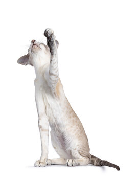 Cute Young Siamese Cat, Sitting Up Facing Front. Reaching Up High With Front Paw. Looking Up. Isolated On A White Background.