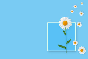Camomiles on blue background with frame with copy space. Hello summer concept