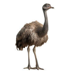 ostrich png