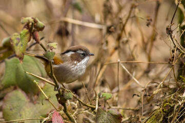 A White Browed Fulvetta bird taking rest on a tree top at Sandakphu, West Bengal.