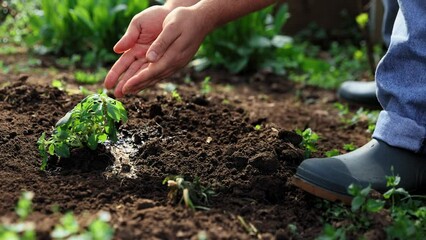 Man, farmer taking care after garden, watering green, plants with own hand. Springtime landcare. Outdoor activity on warm day. Concept of natural products, gardening, agriculture, organic, farming
