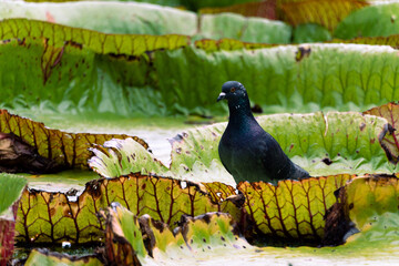 peacock in the garden