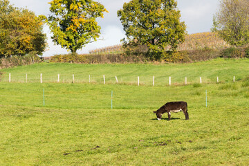 A donkey eating grass at the Rhone Valley wine region, France