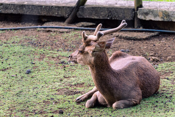 deer in the zoo