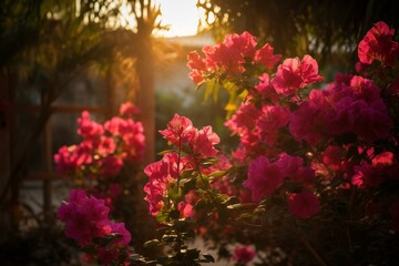 Fototapeta na wymiar Colorful bougainvillea flowers bloom in the morning light. Generative AI