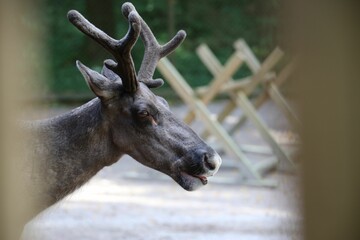 a deer with antlers sticking out it's tongue
