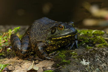 公園のウシガエル