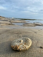 shell on the beach