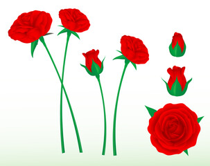 Obraz premium set realistic red roses flower isolated - 3d illustration