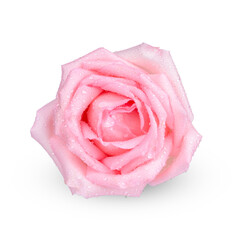 Pink rose with water drops isolated on white background