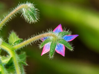 Purple borage flower shot from the back, selective focus