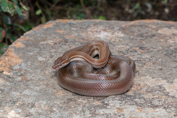 Brown house snake (Boaedon capensis)