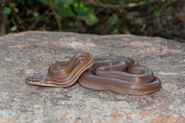 Obraz premium Brown house snake (Boaedon capensis)