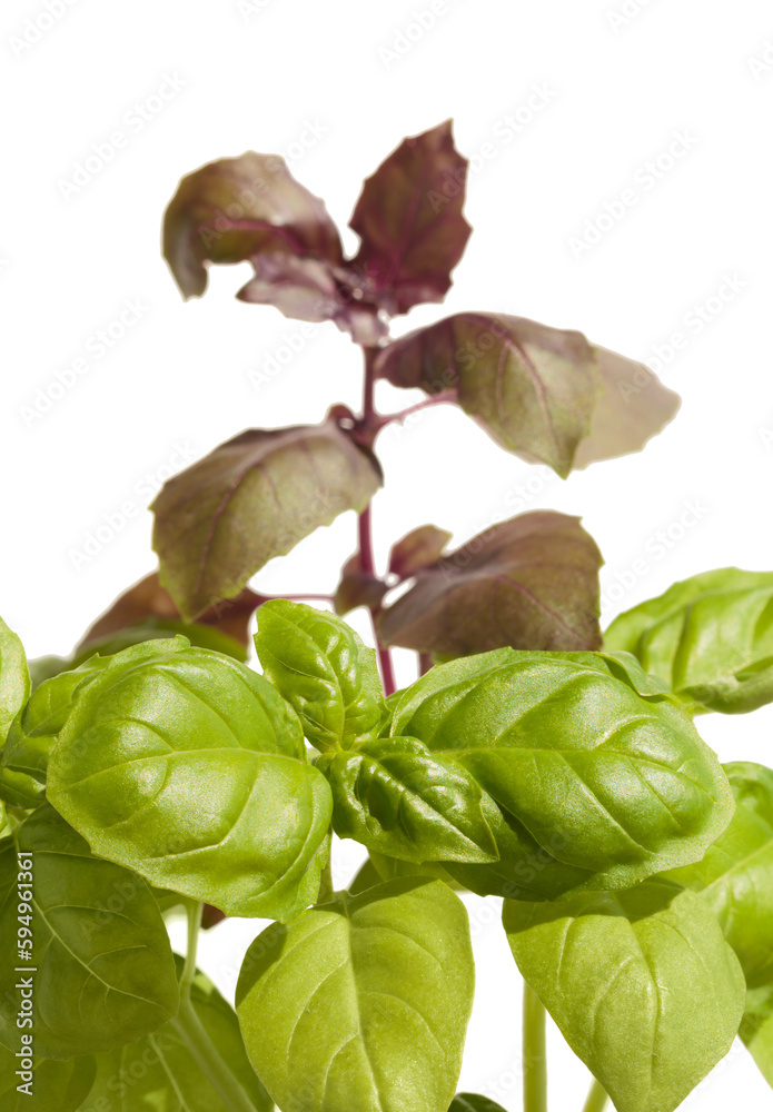 Poster Green and violet basil plants