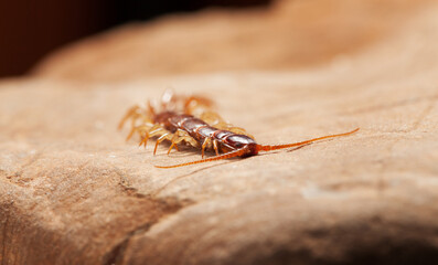 Crawling stone centipede