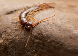 Hunting brown centipede