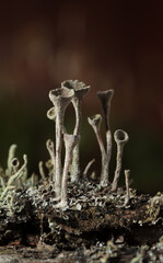 Lichen on forest floor