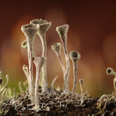 Grey lichen group