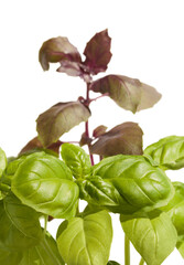 Green and violet basil plants