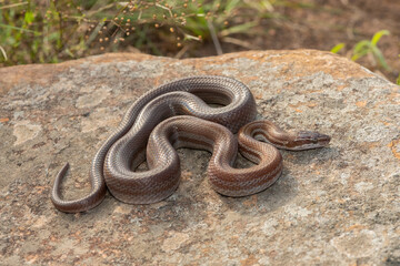 Brown house snake (Boaedon capensis)