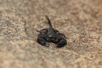Tree Creeper (Opisthacanthus asper)	