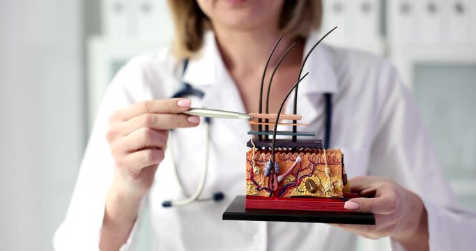 The doctor holds an anatomical model of a hair follicle, close-up. Trichologist training, certification
