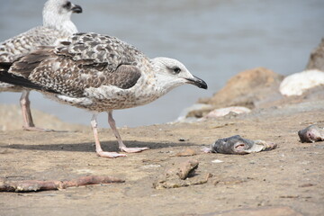 See gull , Essaouira, Morocco