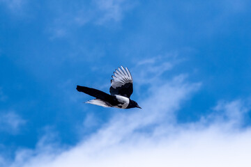 The black-billed magpie, also known as the American magpie, is a corvid bird. Taken from Pakistan. It has black areas on the wings and tail that show a rainbow of blue or bluish green.