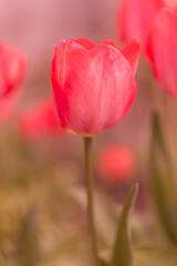 A Red Tulip in a Garden