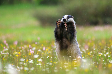 European badger, Meles meles, peeks out from flowered meadow, having front legs up and showing sharp claws. Cute wild animal in fresh spring rain. Black and white striped forest animal. Wildlife.
