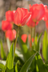 A Red Tulip in the Sunlight