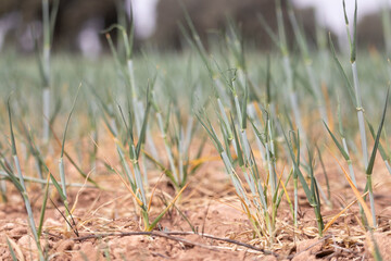 bad planting due to lack of rain