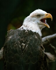 Closeup shot of a magnificent bald eagle perched on a tree branch, its beak open and alert.