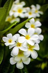 Obraz na płótnie Canvas Closeup shot of beautiful plumeria flowers.