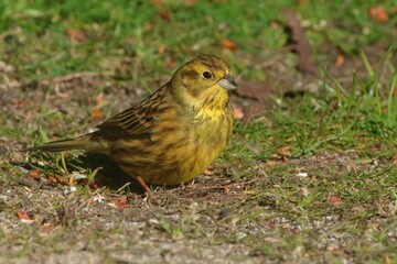 Closeup shot of a yellowhammer bird on vibrant green grass.