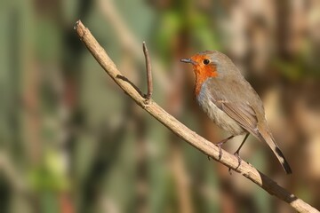 European robin bird perched atop a slender branch of a tall tree.