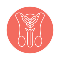 Male urinary system color line icon. Pictogram for web page