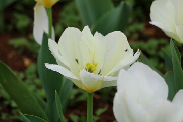 Closeup of a white tulip in a lush field