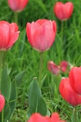 Vertical shot of a closeup of a red tulip in a lush field