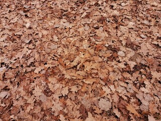 Forest ground with fallen brown leaves