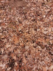 Vertical shot of a Forest ground with fallen brown leaves